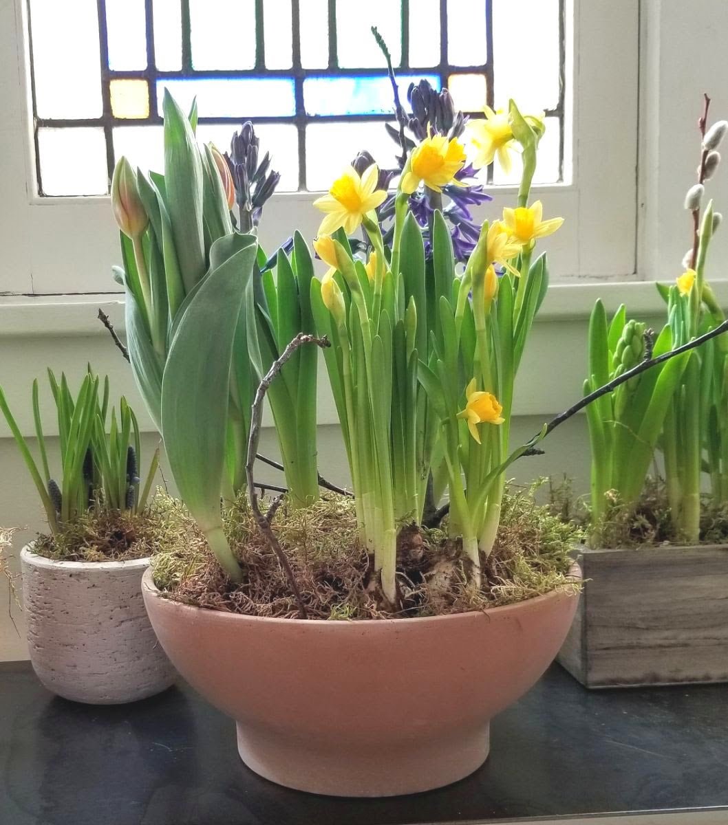 Spring Bulbs are Blooming... April 15, 2020 - Bloomfields