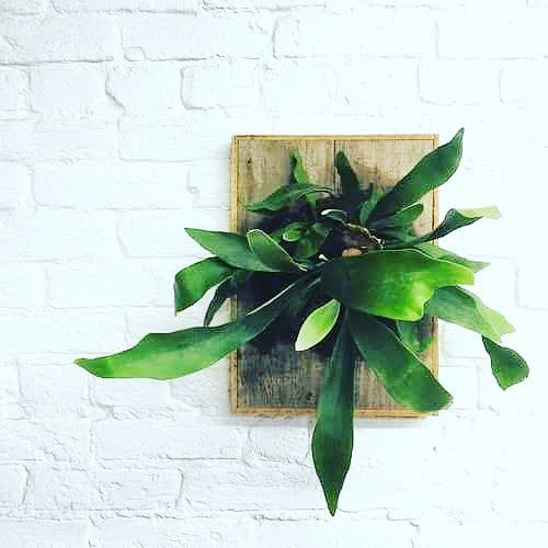 Staghorn Fern Wall Mount Demonstration... March 2, 2018 - Bloomfields