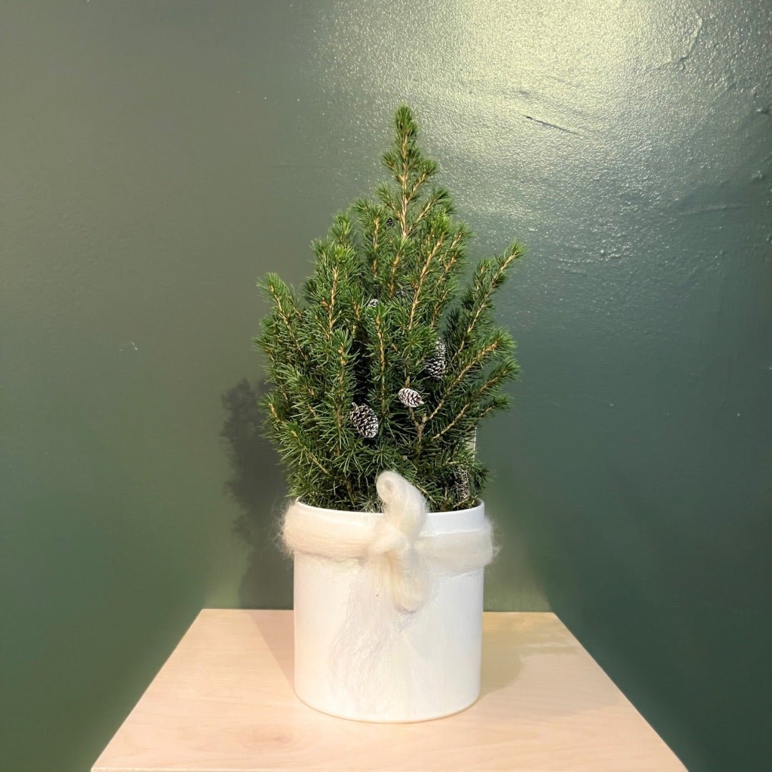 4" Alberta Spruce - Bloomfields