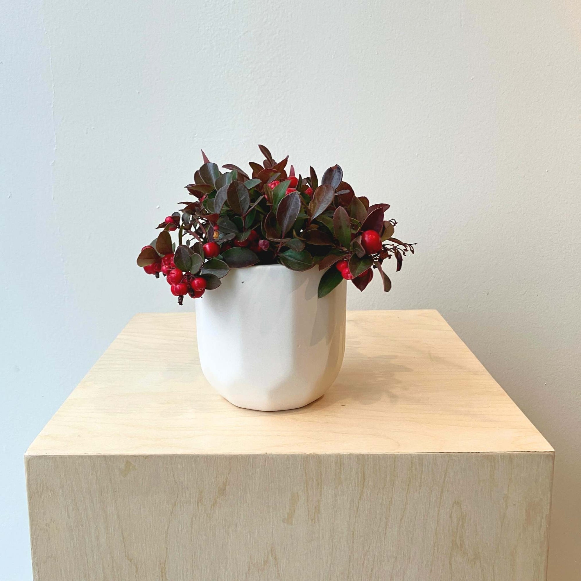 4" Gaultheria in White Container - Bloomfields