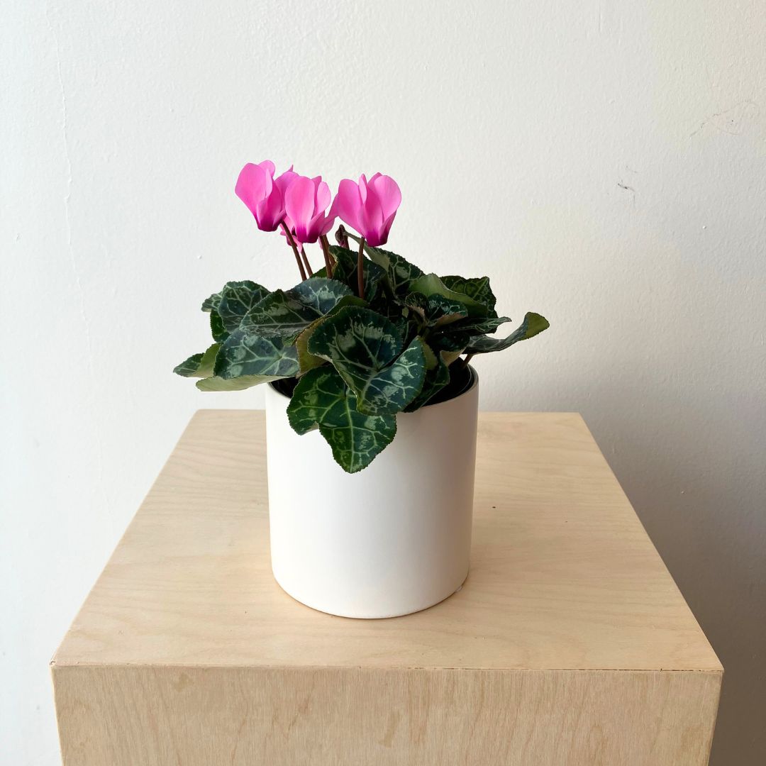 4.5" Pink Cyclamen - Bloomfields