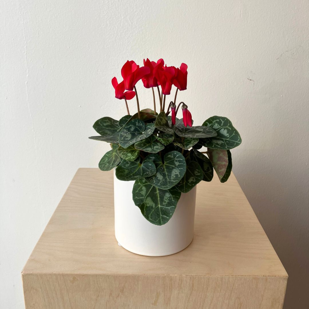 4.5" Red Cyclamen - Bloomfields