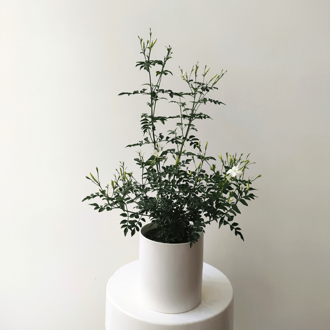 6" Jasmine Plant - Bloomfields