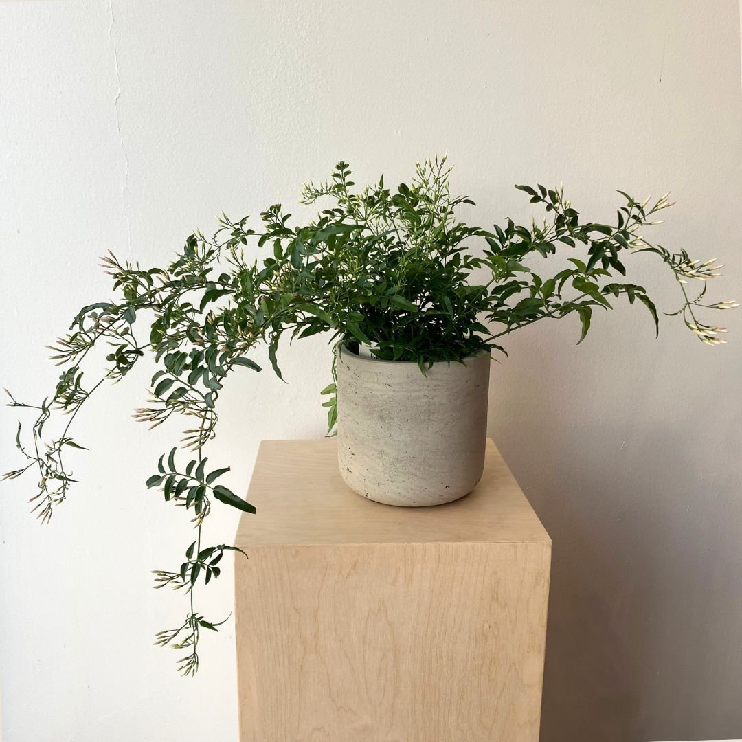 6" Jasmine Plant - Bloomfields