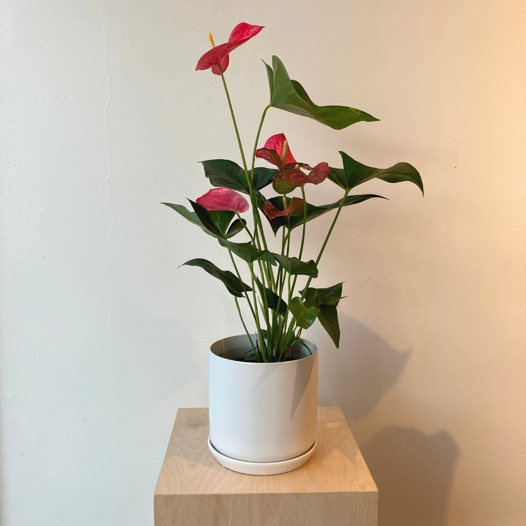 6" Pink Anthurium - Bloomfields