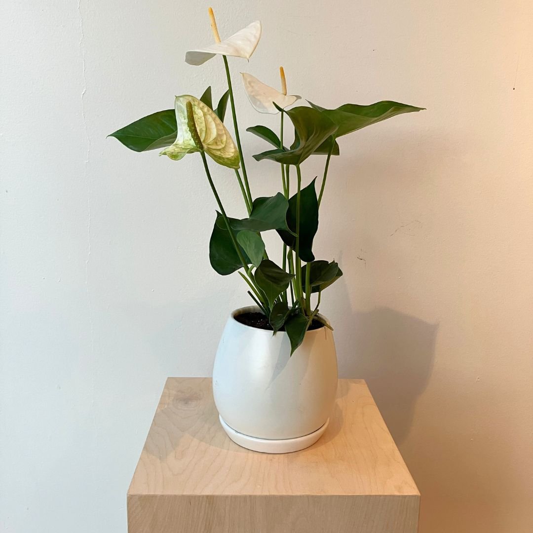 6" White Anthurium - Bloomfields