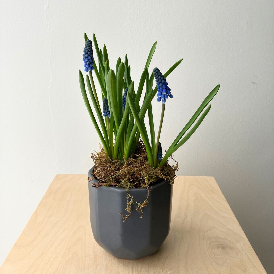 Muscari in Ceramic Pot - Bloomfields