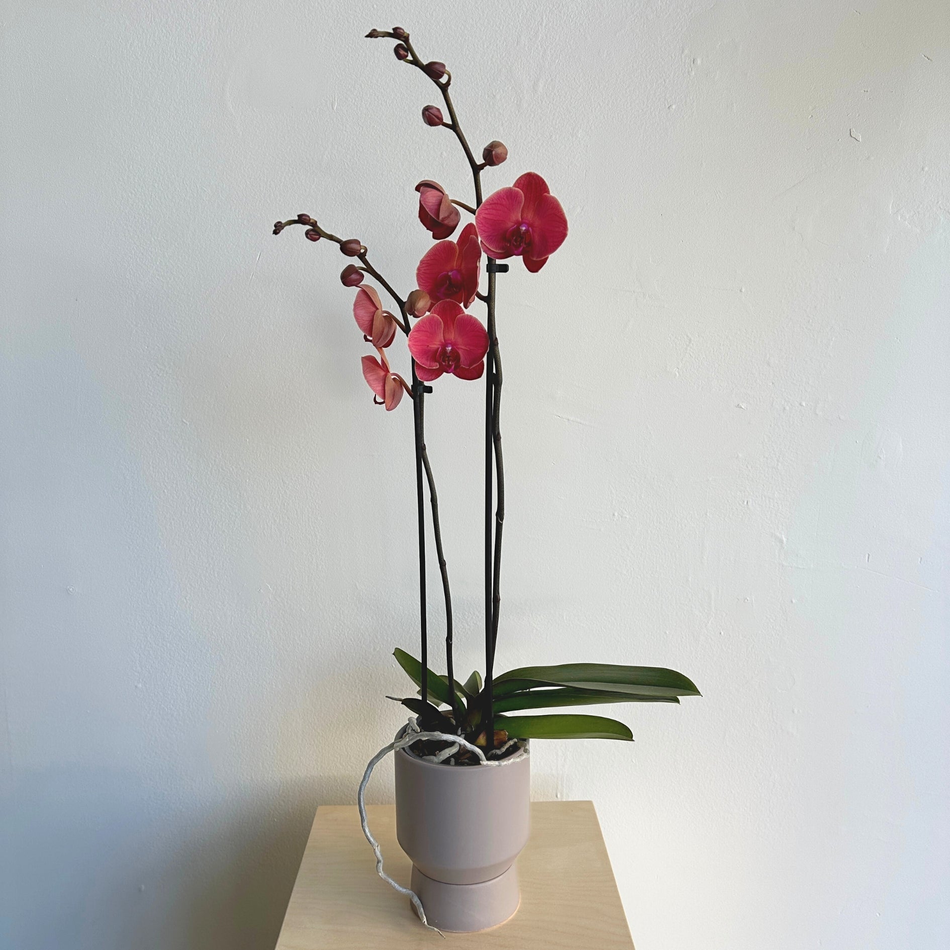 Narbonne Phalaenopsis Orchid - Bloomfields