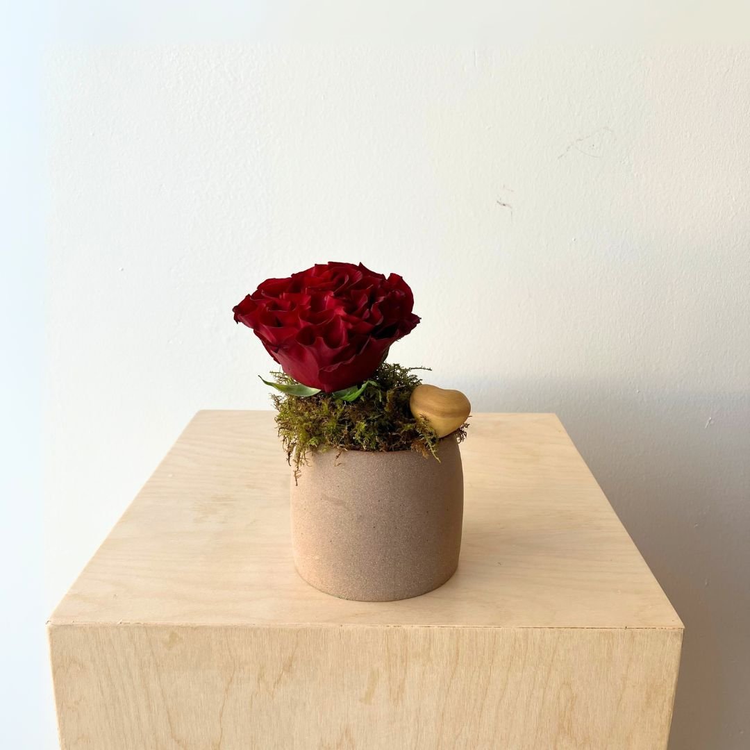 Sweet Love Rose Terra Pot Arrangement - Bloomfields